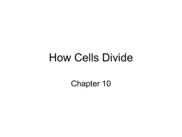 How Cells Divide - Mrs. Guida's AP Biology Class