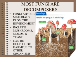 MOST FUNGI ARE DECOMPOSERS