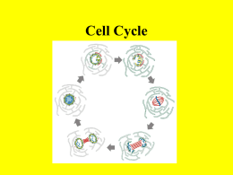 Cell Cycle - Saint Paul Public Schools