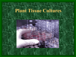 Cell and Tissue Cultures