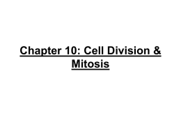 Chapter 10: Cell Division & Mitosis