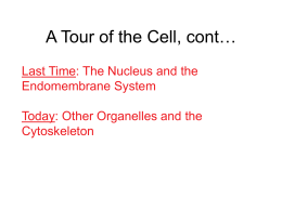 A Tour of the Cell, cont… - University of Indianapolis
