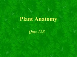 Plant Anatomy