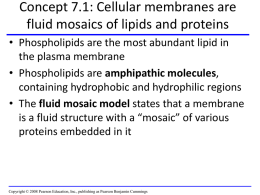 Concept 7.1: Cellular membranes are fluid mosaics of