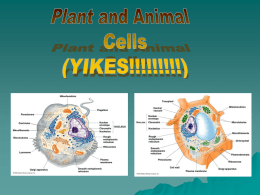 Plant_And_Animal_Cells review