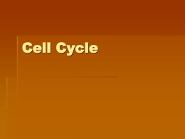 CP Biology Cell Cycle