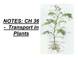 Ch.36: Transport in Plants (part 1)