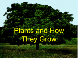 How Do Plants Use Their Parts?