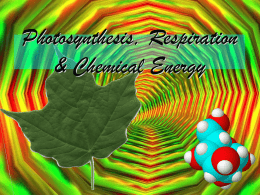 Photosynthesis, Respiration & Chemical Energy