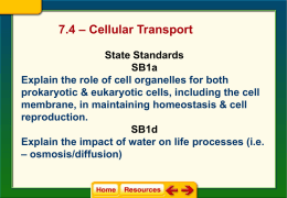 Cellular Transport Notes (7.4)