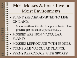 Most Mosses & Ferns Live in Moist Environments