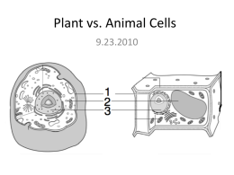 Plant vs. Animal Cells Date