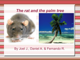 Rat and palm tree