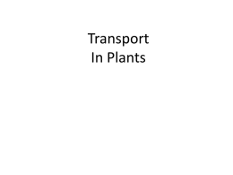 Plant Structure And Growth