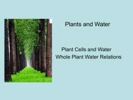 Plants and Water - University Faculty