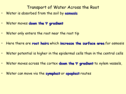 Transport of Water Across the Root