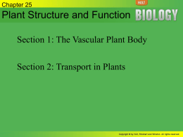 Tissues Vascular Plant Body