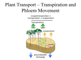 Plant Transport – Transpiration and Phloem Movement