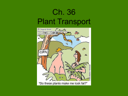 PowerPoint Presentation - Ch. 36 Plant Transport