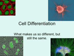 Cell Differentiation PowerPoint
