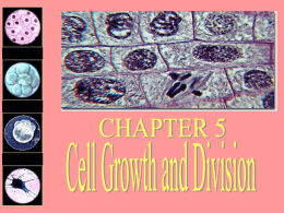 Ch 5 Mitosis Powerpoint