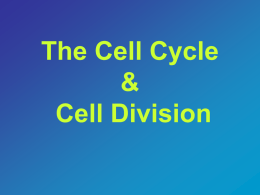 2-4 Cell Division - Lighthouse Christian Academy