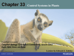Chapter 33 Plants