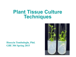 Plant Breeding and Plant Biotechnology