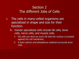 Section 2 The different Jobs of Cells