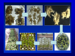 Lecture 2: Applications of Tissue Culture to Plant