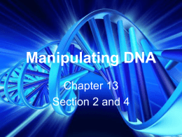 Manipulating DNA - Lemon Bay High School
