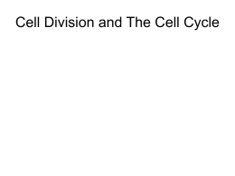 Cell Division and The Cell Cycle