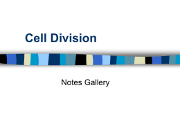Cell Division Color Key