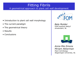 Fitting fibrils: Modelling cell wall development in plants