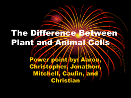 The Difference Between Plant and Animal Cells