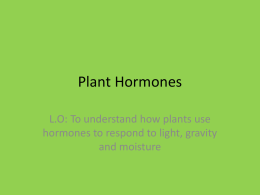 Hormones in Plants - Noadswood Science