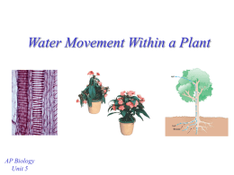 Water Movement Within a Plant - mvhs