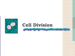 Cell Division of Human Cells