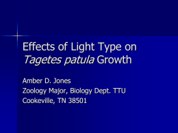 Effects of Light Type on Tagetes patula Growth