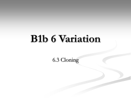 B1b 6 Variation