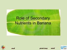 Role of Secondary Nutrients in banana
