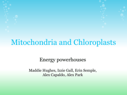 Presentation - Mitochondria and Chloroplasts