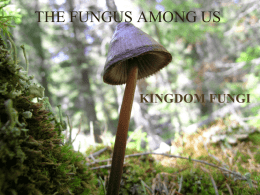 the fungus among us - WHS-Rambo-Wiki
