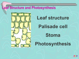 Notes LeafStructure & Photosyn