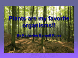 Plants are my favorite organisms!!