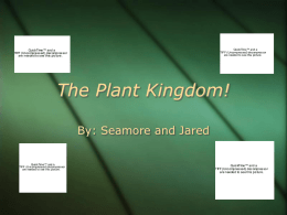 The Plant Kingdom!