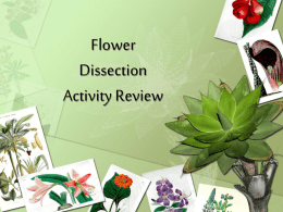 Flower Dissection FIB