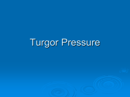 Turgor Pressure - Cloudfront.net