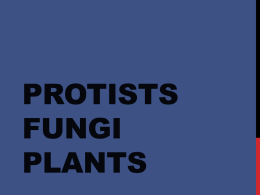 Protists Fungi Plants