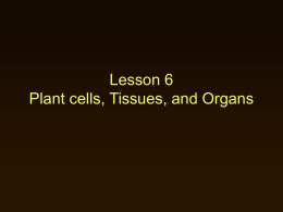 Cell types, plant cells, tissues and organ - 2D-Quad3-2010